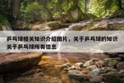 乒乓球相关知识介绍图片，关于乒乓球的知识关于乒乓球所有信息