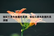 体坛三条大鱼图片高清，体坛三条大鱼图片高清版