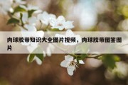 肉球胶带知识大全图片视频，肉球胶带图鉴图片
