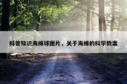 科普知识海绵球图片，关于海绵的科学教案