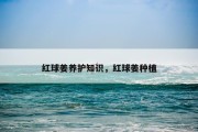红球姜养护知识，红球姜种植
