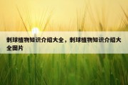 刺球植物知识介绍大全，刺球植物知识介绍大全图片