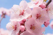 生辰八字算你有几朵桃花运正版免费，八字测试桃花运有几朵