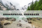 耐寒球菊养护知识大全，球菊耐寒最低温度