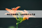 知识玉米麻球，玉米球有什么作用
