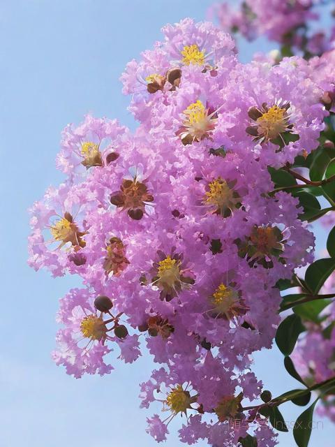 紫薇免费算命生辰八字，紫薇生辰八字免费的